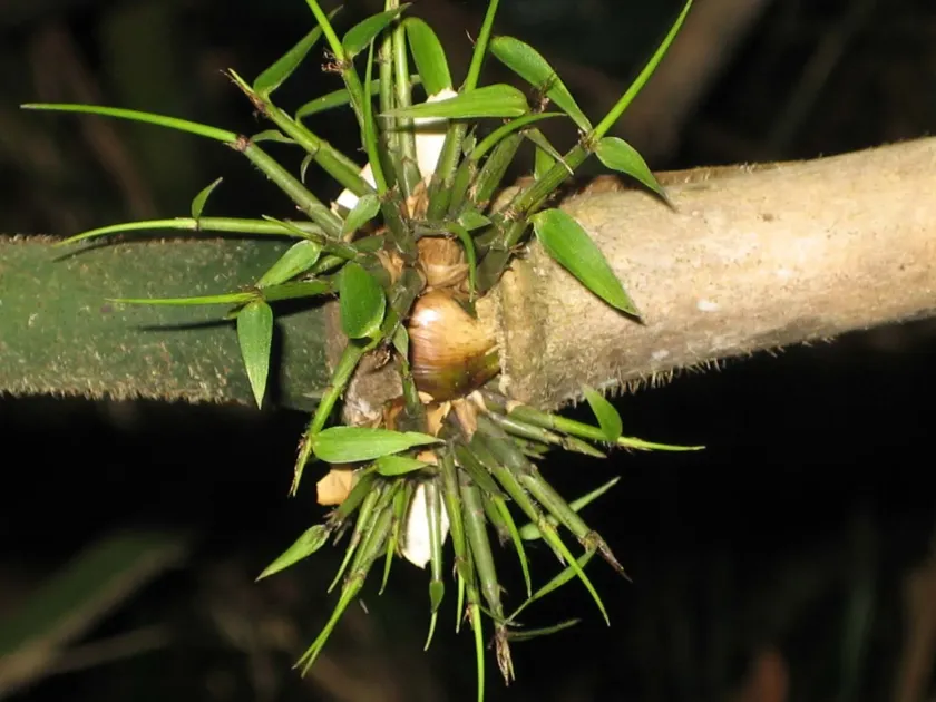 Arthrostylidium schomburgkii