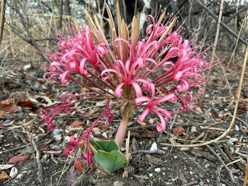 Ammocharis tinneana