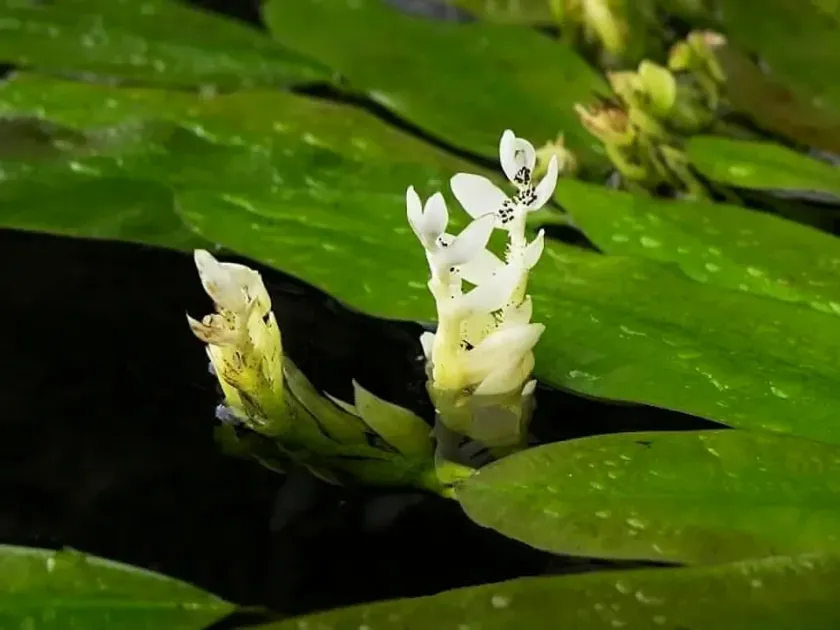 Aponogeton lakhonensis