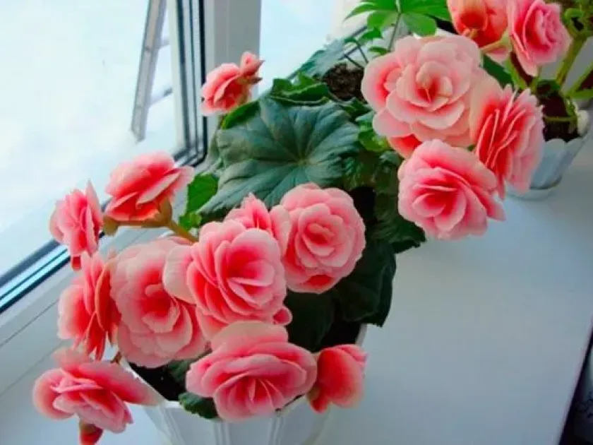 Begonia Lorraine