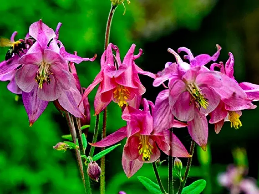 Hybrid columbine