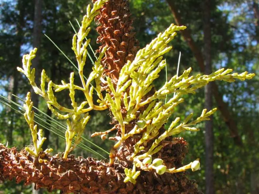 Western dwarf mistletoe