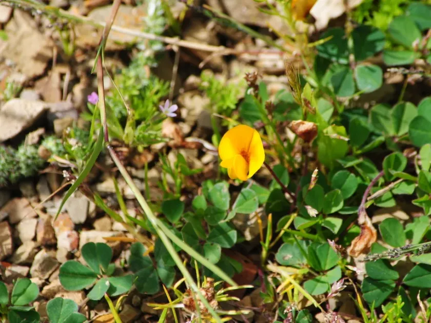 Mountain peanut