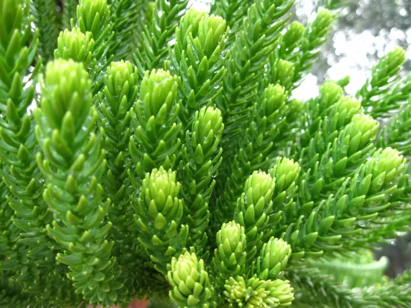Araucaria luxurians