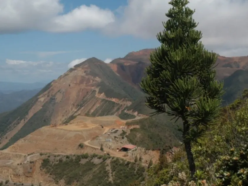 Mountain Araucaria