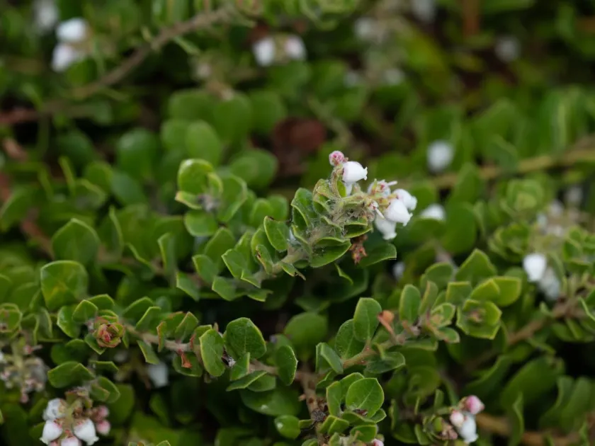 Little Sur manzanita