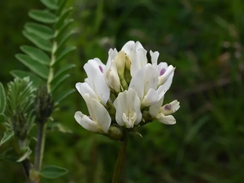 Astragalus garbancillo