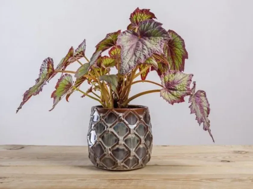 Rex Begonia