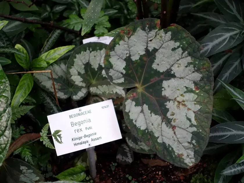 Rex begonia
