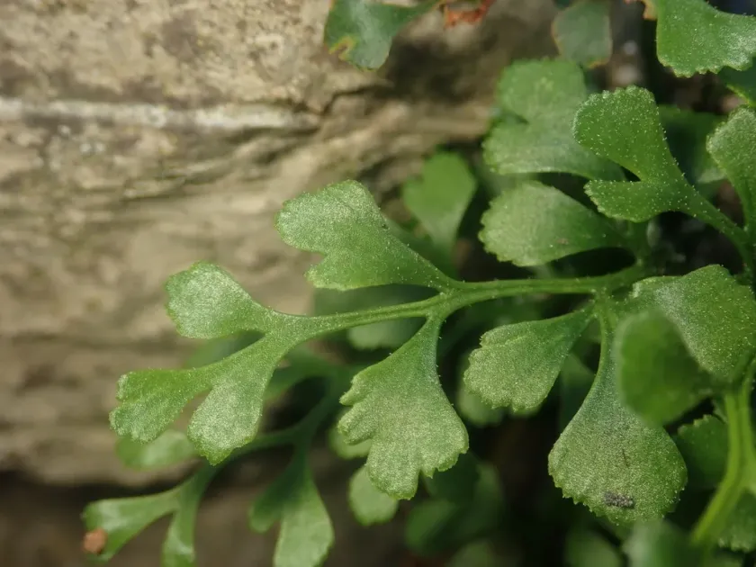 Wall-rue