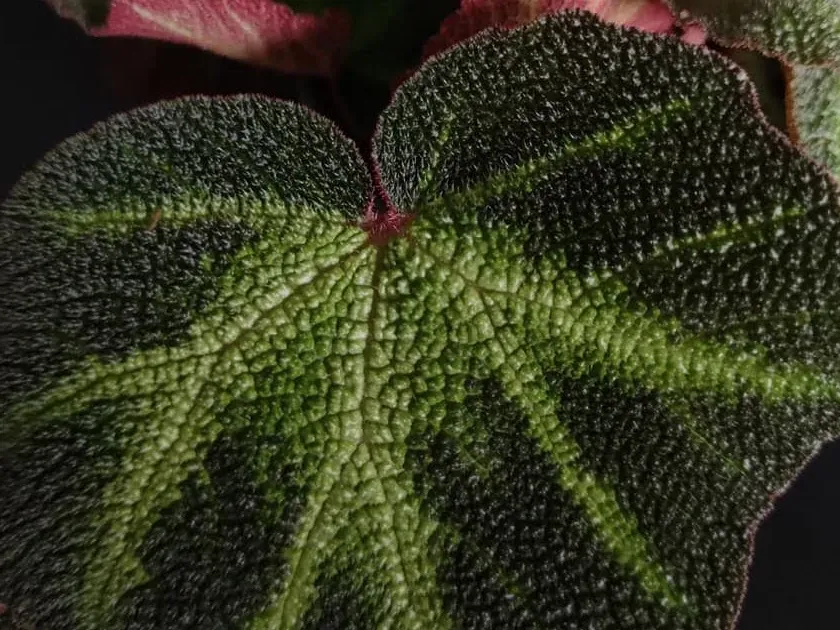 Begonia soli-mutata