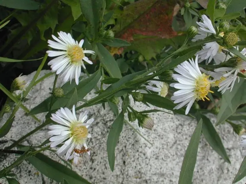 Simple aster