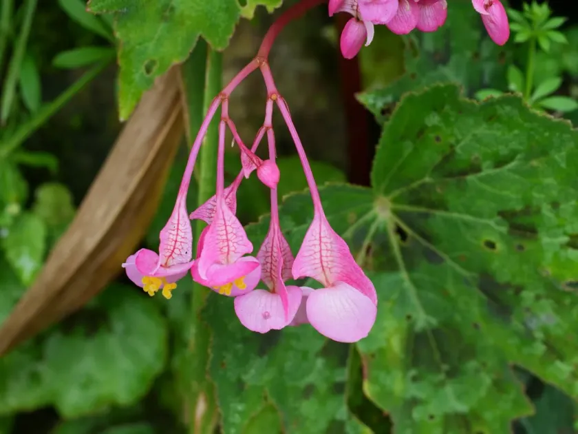 Tali begonia