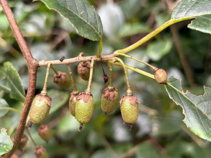 Actinidia callosa