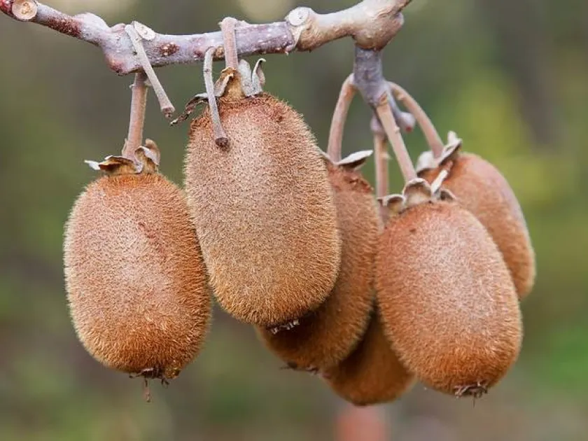 Actinidia holotricha