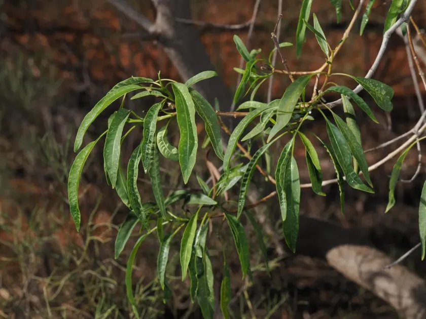 Alstonia constricta