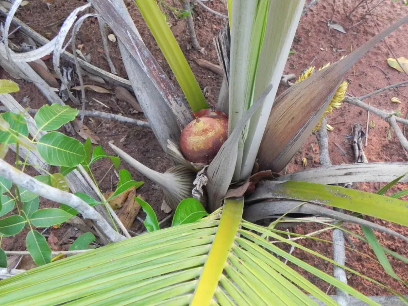 Attalea exigua