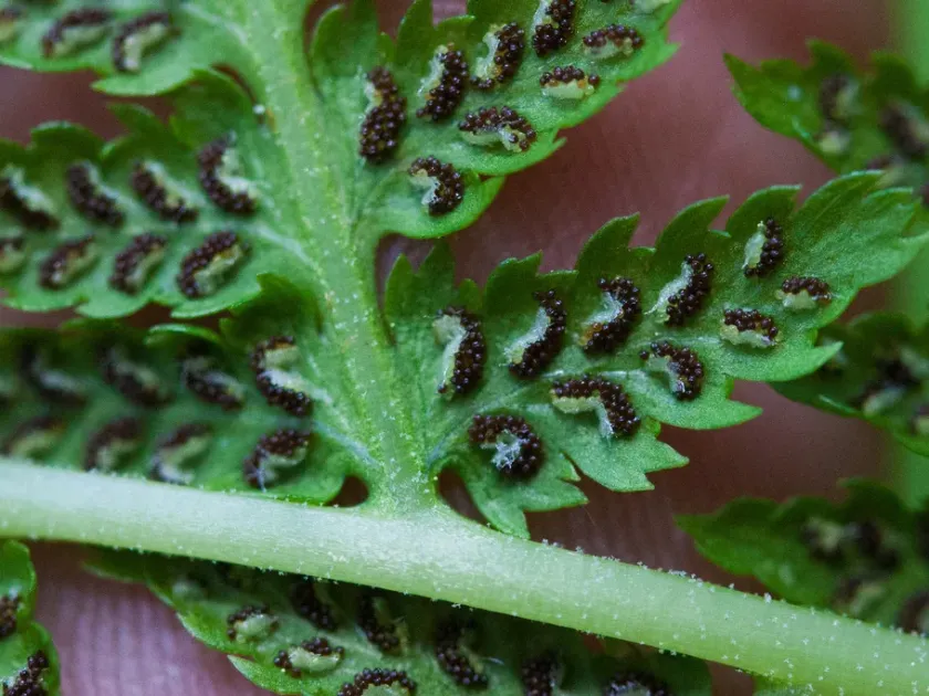 Lady fern