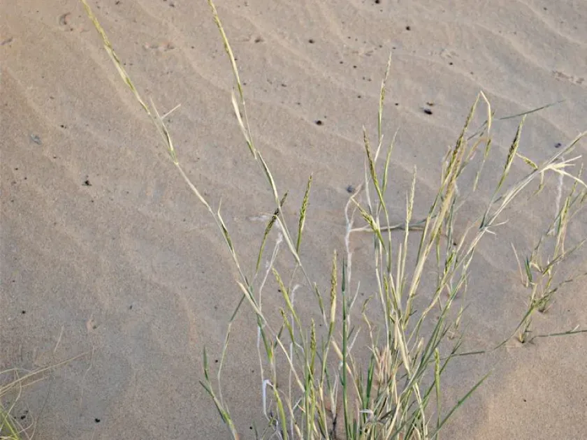 Centropodia fragilis