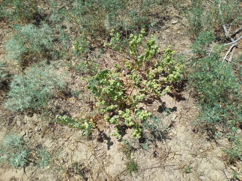 Central Asian saltbush