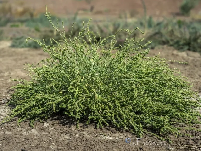 Salt-marsh orache