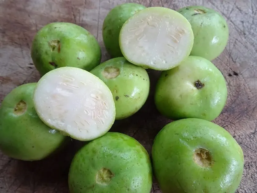 Tindora