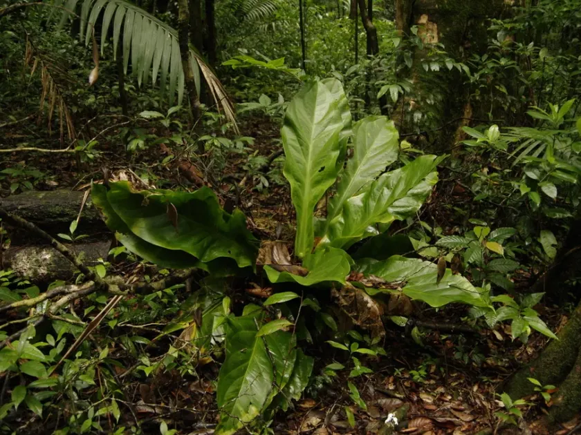 Anthurium acaule