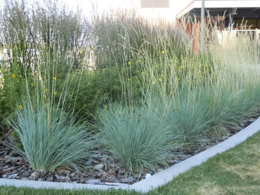Meadow oat-grass