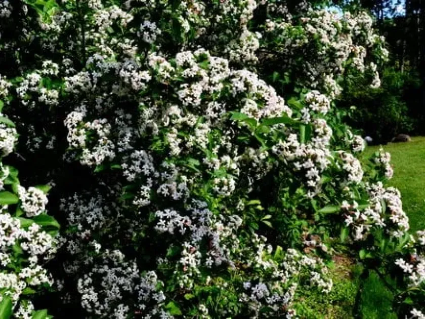 Korean abelia
