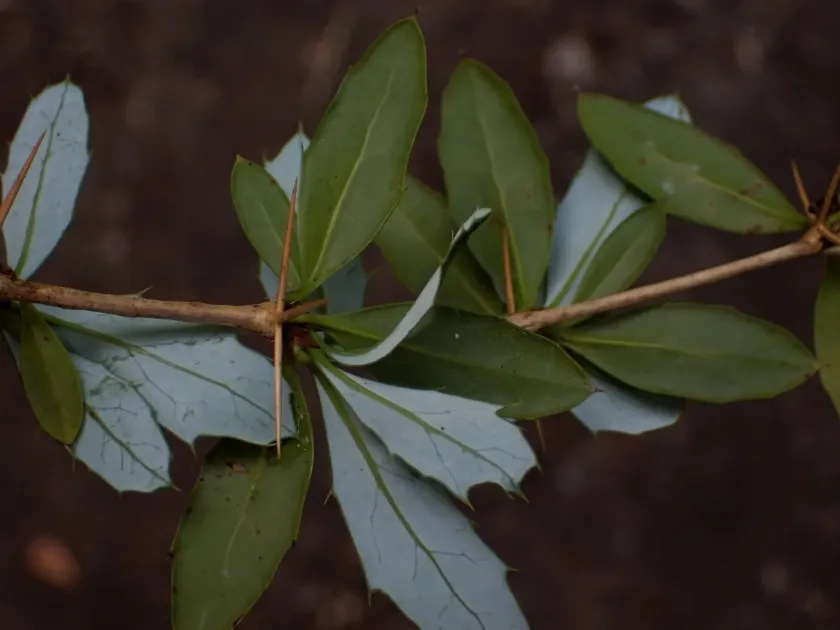 Warty barberry