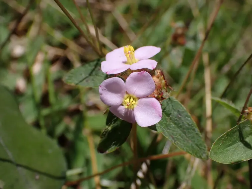 Antherotoma naudinii
