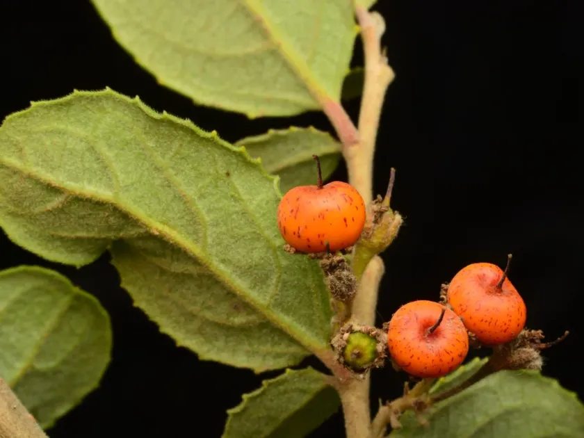 Azara dentata