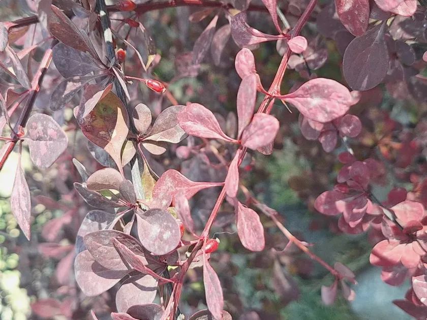 Berberis thunbergii Atropurpurea
