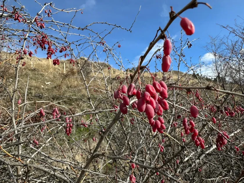 European barberry