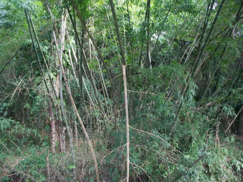 Spiny Bamboo