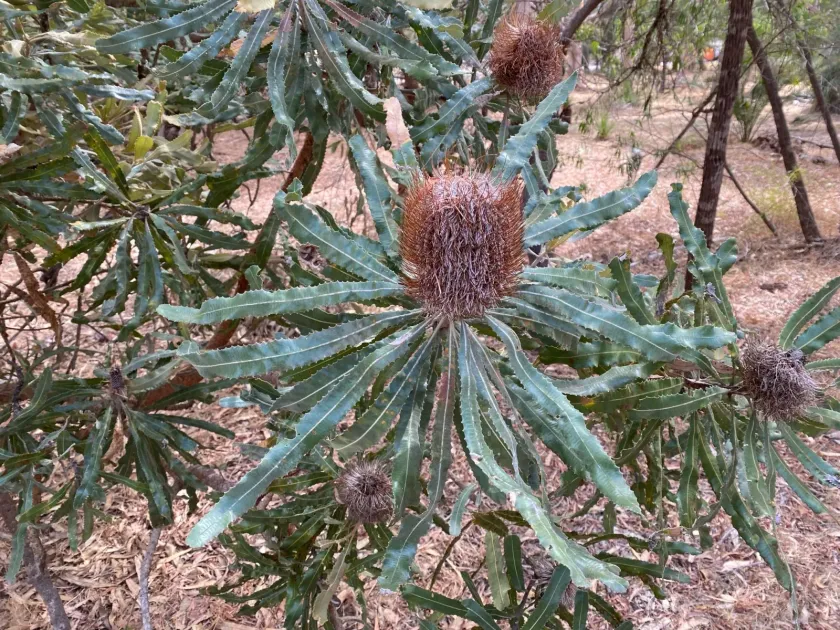 Banksia menziesii