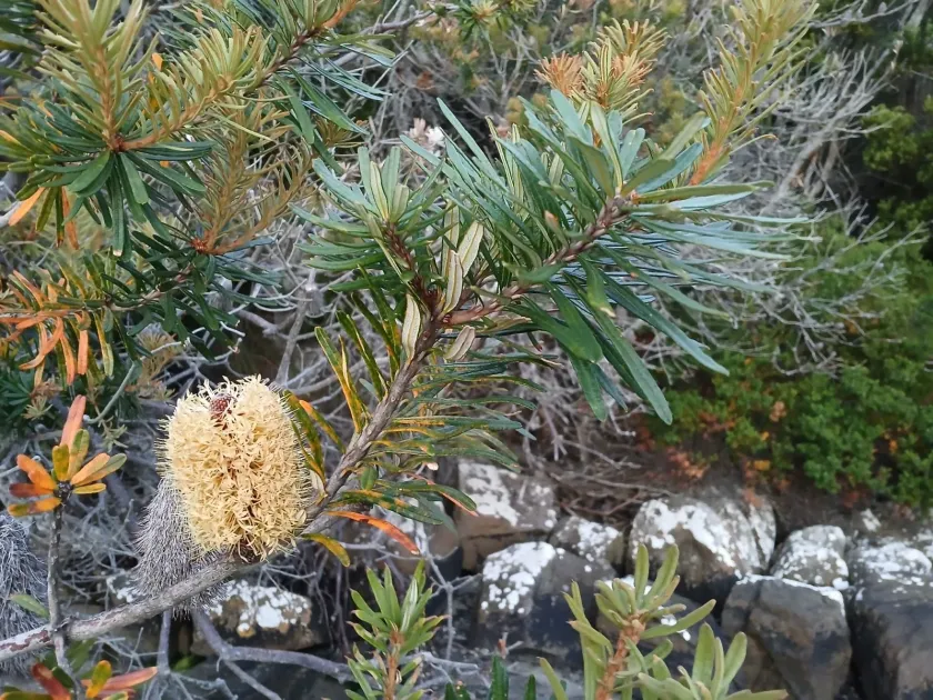 Silver banksia
