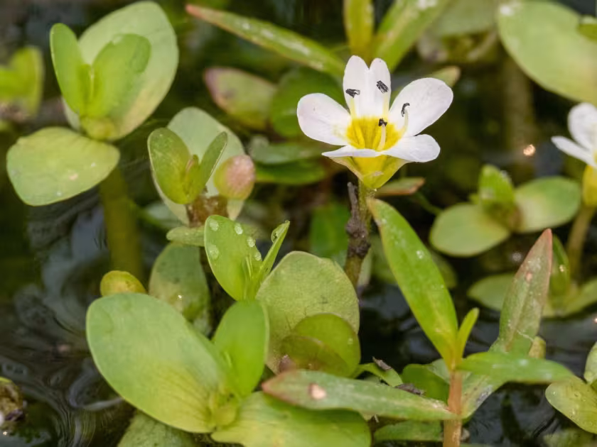 Bacopa eisenii