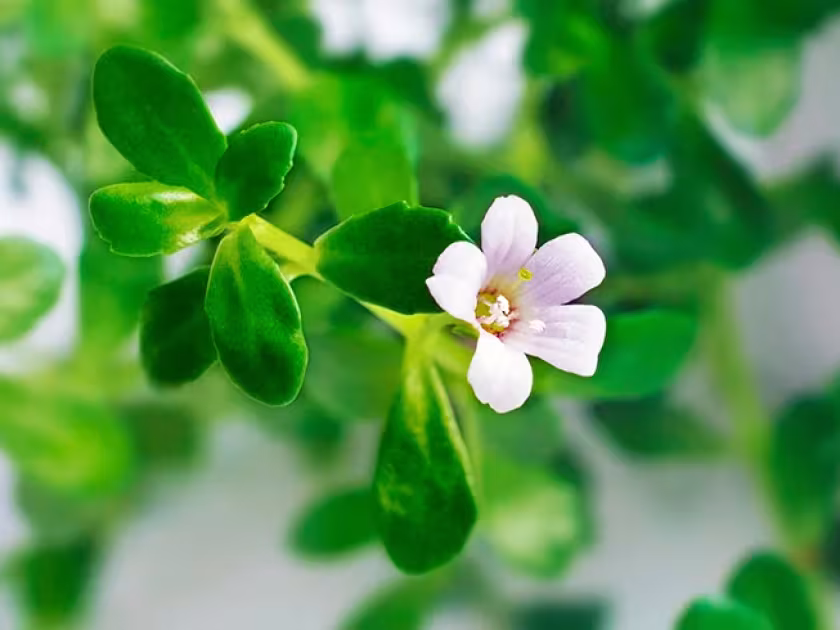 Bacopa erecta