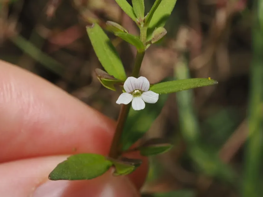 Bacopa floribunda
