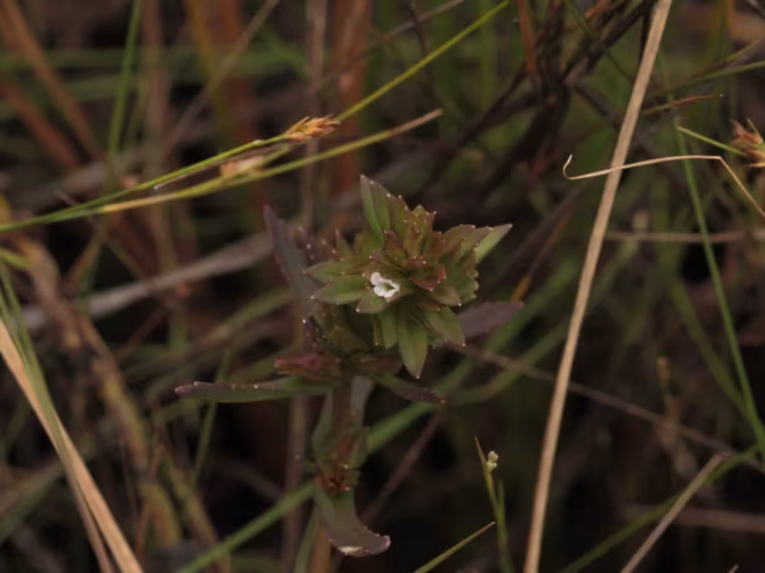 Bacopa sessiliflora