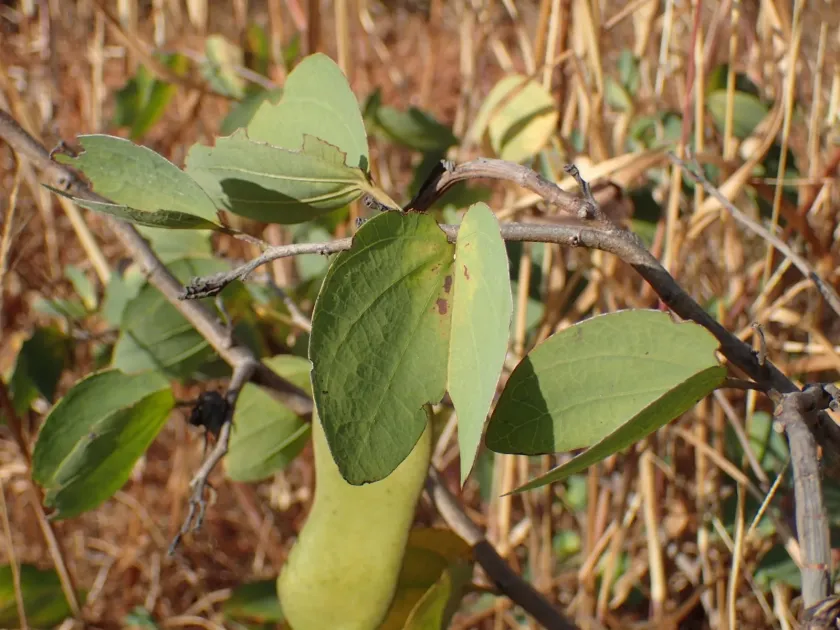 Bauhinia petersiana