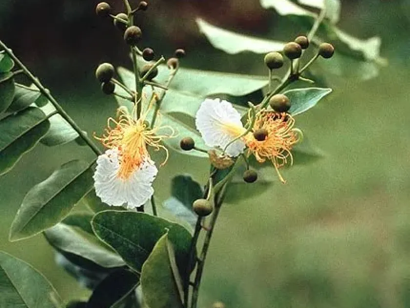 Bobgunnia fistuloides