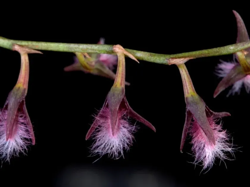 Bulbophyllum distans