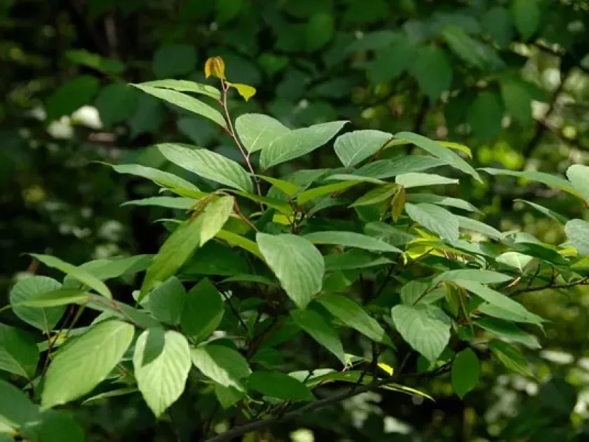 Berchemiella berchemiifolia