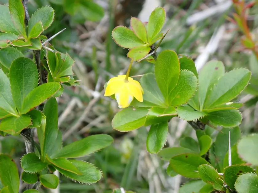Morrison barberry