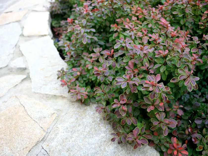 Berberis oblonga