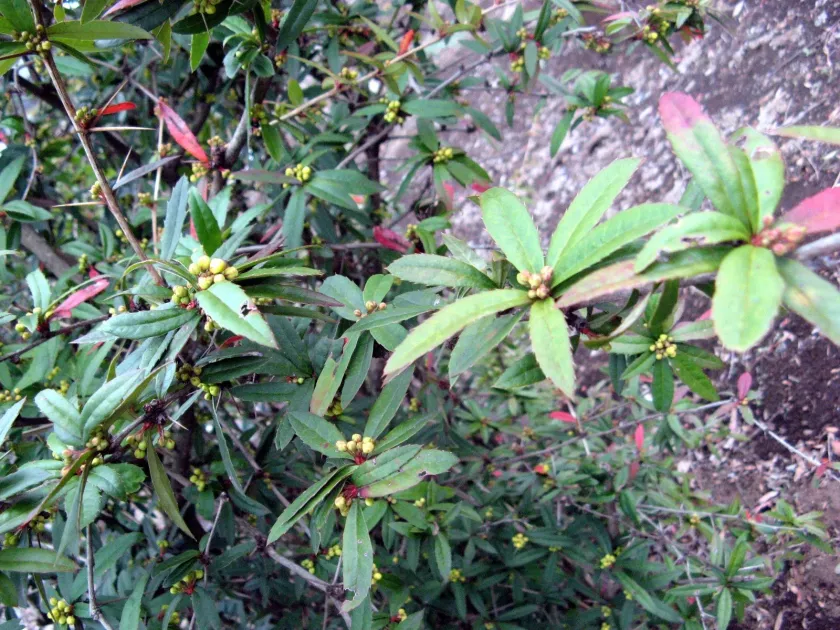 Bloodred barberry