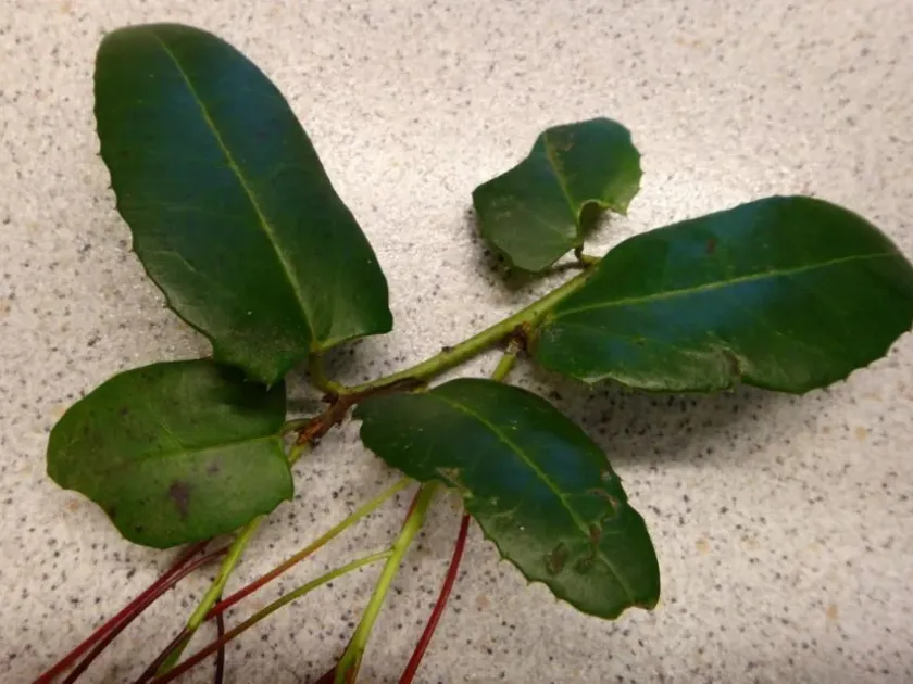 Coral plant