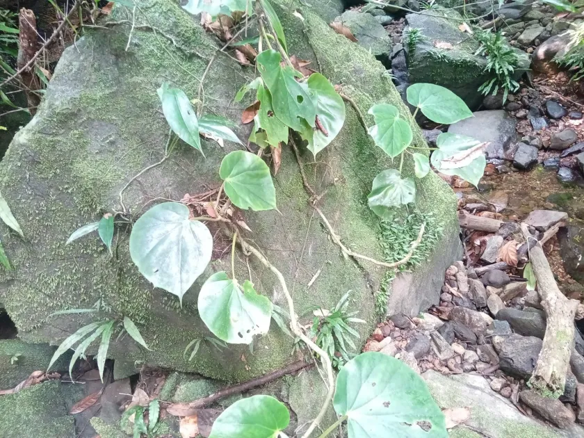 Begonia ampla